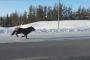海外「まるでファンタジー系のワンシーン！！」 カナダの道路で並走するオオカミの姿が雄大すぎる