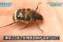 【凄すぎｗ】『鉄腕DASH!』で普通に絶滅危惧種を見付けるTOKIOさんはミツバチへの愛情がハンパない（画像あり）