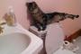 猫『体操選手を目指すためにトイレで練習するにゃ！』
