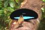 【画像】ドラクエに出てきそうな世界で最も「黒い」鳥が凄すぎるｗｗｗｗｗｗｗｗｗｗｗ