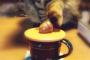 猫はカップの上に蓋が置いてあるのがどうにも気になっているようで…