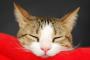 【ええなｗ】2/22は『猫の日』　各企業公式ツイッターの”猫化”がかわいいと話題にｗｗｗ（画像あり）