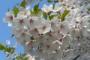 【韓国メディア】 日本東京の桜が開花、SBSのソン記者「ソメイヨシノは韓国の王桜と似ているが、遺伝的に他の品種です」