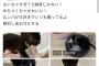 【朗報】中川翔子さん、保護猫をたくさん引き取る！良い人すぎるだろ・・・