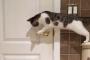 海外「猫ってマジ頭いい・・・」 友達のために開けづらいドアをも開けてしまう猫