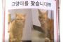 韓国がパクった猫駅長が『悲惨すぎる末路を迎えて』日本側も騒然。生存を絶望視する声が相次ぐ