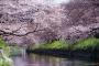 韓国人「日本の桜は韓国と種類が違うのか？日本の桜を見るとクオリティがすごいんだが・・・」→「私も日本の桜を見て韓国の桜とは違うと思った」