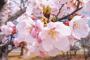 【珍事】韓国人記者「日本のソメイヨシノは韓国の王桜とは別の品種だ」 異例の事態 ｷﾀ━━━━(ﾟ∀ﾟ)━━━━!!