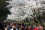 中国人「俺の大学に日本人が植えた桜の樹があるんだが、俺はそれを見ているとイライラしてくる」