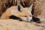 【画像大量】一番可愛いイヌ科は狐！！！！！！！！！！！！！！！！！！