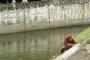 【MP4動画】オランウータンが水堀に落ちて溺れてしまった・・・！