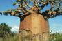 【画像】アフリカの大木、なんか変な形ｗｗ