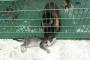 【ほのぼの画像】動物園で猿が野良猫の毛繕いをしていた【優しい世界】