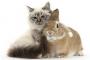 猫「俺たち仲良し親友さ。」うさ「…。」