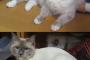 猫のマルガリータ画像をうｐしてみた。