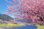 韓国報道「日本の桜は軍国主義の象徴だ」
