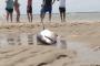 【画像】海岸に乗り上げたホホジロザメを海水浴客が海に戻すという優しさｗ。