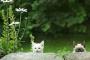 【画像】こっそり覗いている猫たちは何を思う？
