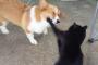 おとコーギー黒田、野良猫200万匹駆除許さないワン！ 狂犬病注入へ