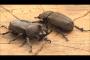 カブトムシオリンピックが開催ｗｗｗｗ！