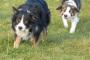 【動画】犬達のだるまさんが…ころんだ!