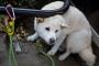 幼い時に小学生ぐらいの子供たちに犬をけしかけられて全身ズダボロの傷だらけにされた