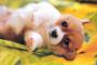 同居が決まったんだけど、うちの子にアレルギーがあるのを知らない義実家が犬を飼い始めた。「知らなくてゴメンね」ってメールがきたんだけどなんて返すべき？