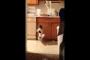 【動画】このチワワ。とってもダンスがうまいんです。
