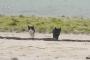 【画像】石黒賢 織田裕二みたいな猫だな