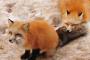 サルからキツネまですべてがカワイイ！外国人がオススメする絶対行くべき日本の動物スポットに海外興味津々（海外反応）