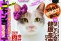 ワイ(猫)「あきれた」　猫缶3か月分を保留