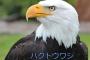 【悲報】 アメリカを象徴する鳥「ハクトウワシ」の正面から見た写真や絵が少ない理由が判明