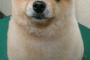 【画像】柴犬カットにしたポメラニアンｗｗｗ