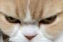 「あの有名女優にソックリ！」日本の常に超不機嫌そうな飼い猫【海外反応】