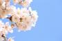 【中国】桜の起源が日本というのは誤解だ！わが国には７０００年も前からある　中国メディアが中国の桜の優位性を強調
