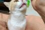 猫『なに味かな？？』