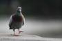 鳩のひなｗｗｗｗｗｗｗｗｗｗｗｗｗｗｗｗｗｗｗｗｗｗｗｗ