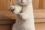 【画像】 この猫・・・強そう