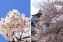 【韓国】「サクラ」で有名な桜は、実は韓国で始まった。日本花ではない　～桜への好きな思い、恥じなくてもよさそうだ　←　好きな思いを恥じとったんかい　そんなんでよく起源主張できるな