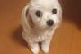 【画像】うちの犬が不細工でむかつくんだがｗｗｗｗｗｗｗｗｗｗ
