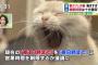 【悲報】猫カフェの猫の過労が問題に！！これは疲れきった顔をしてはるわ・・・・