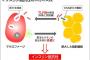 「インスリン抵抗性」を解明　糖尿病根治薬へ新たな道