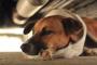 インドのたくさんの野良犬たち。彼らのために出来る素晴らしいアイデアがこちら→
