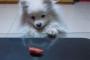 【動画】この犬は、お菓子がほしくてちょうだいちょうだいちょうだいちょうだいちょうだい…するのです。