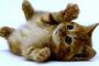 私「子猫拾ってきたよ」旦那「ここペット不可だよ？面倒くさい事しやがって」