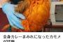 鴎、カレーまみれになる！w