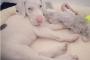【感動】「この犬は長く生きないと思うよ…」 → 男性、あるプロジェクトを開始する