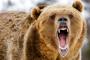 クマの襲撃が相次いでいるのに、山中に入る理由…！