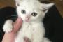 子猫晒す