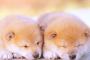 【画像】柴犬「ブランコ乗りたいンゴ…」